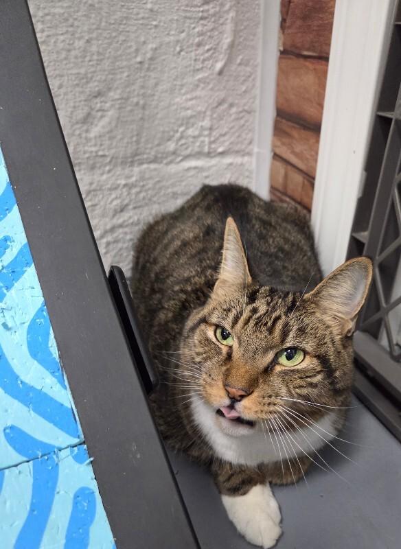 King, Adoptable, Adult Male Tabby.