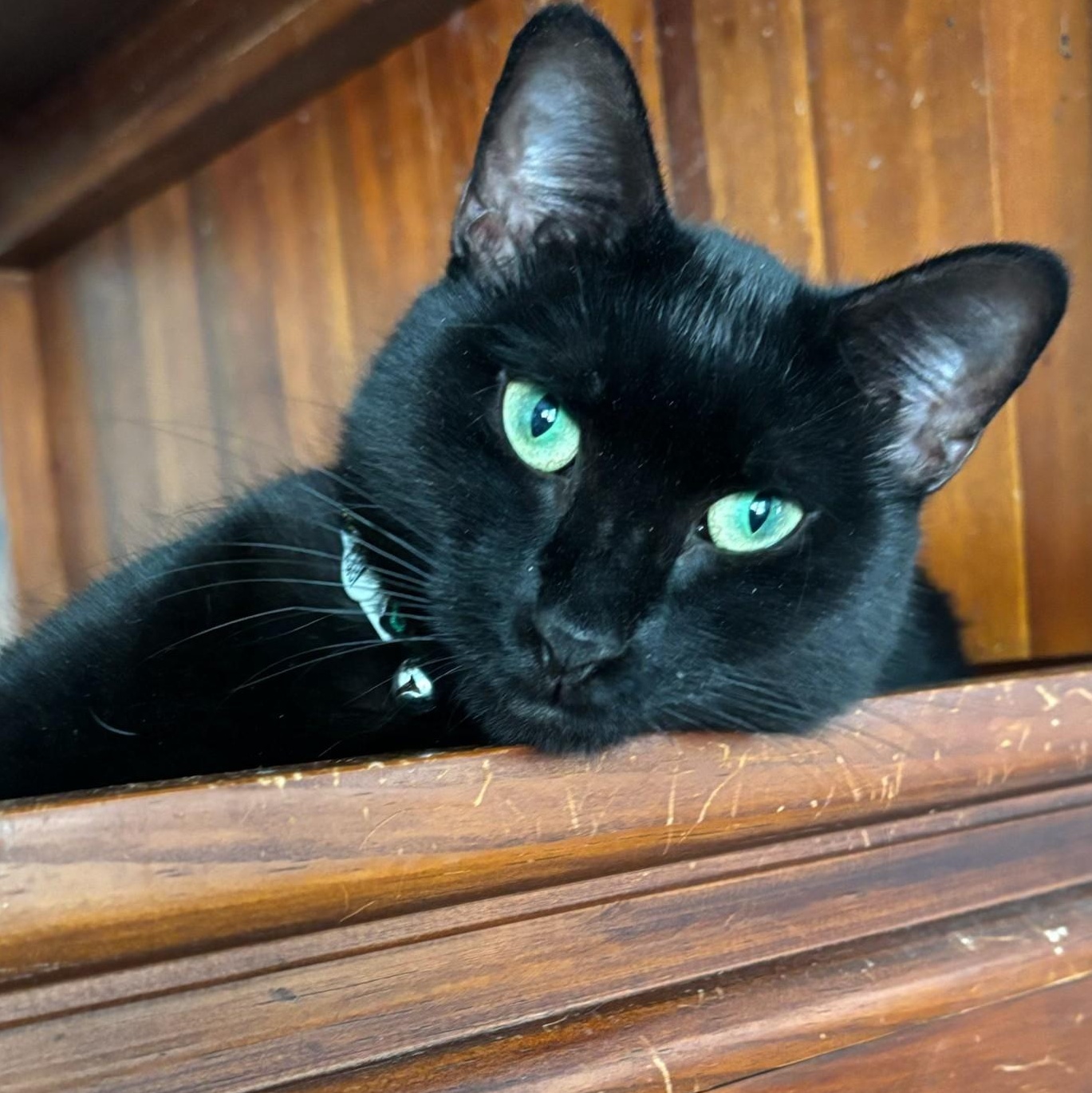 Enlarge Suki, a ADOPTABLE Domestic Short Hair in Weehawken, NJ image 1/5