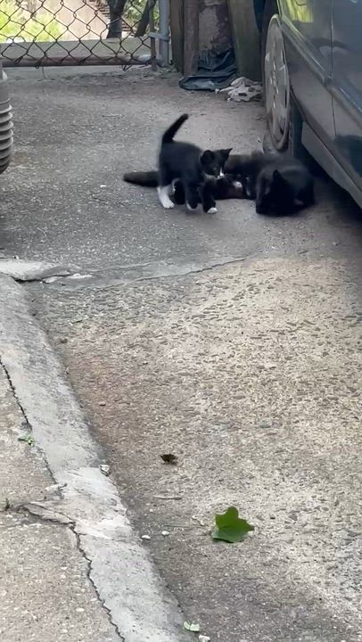 Enlarge Suki, a ADOPTABLE Domestic Short Hair in Weehawken, NJ video 5/5