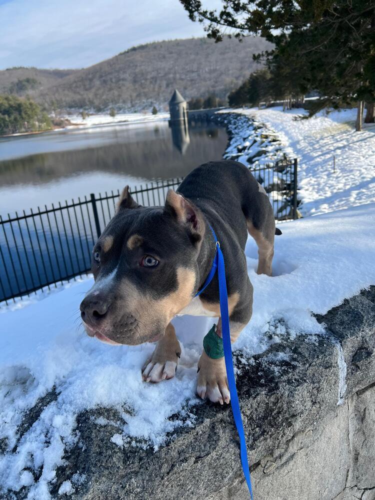 Enlarge Gator (FOSTERED LOCALLY), a Adoptable mixed breed in Leverett, MA image 1/3