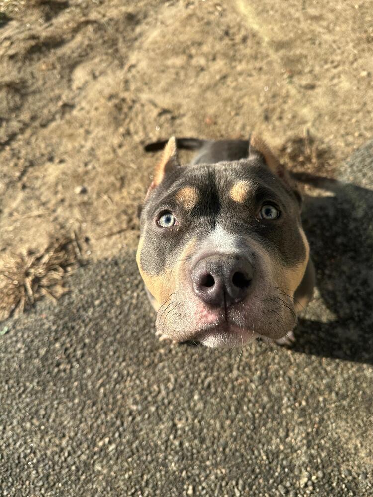 Enlarge Gator (FOSTERED LOCALLY), a Adoptable mixed breed in Leverett, MA image 2/5