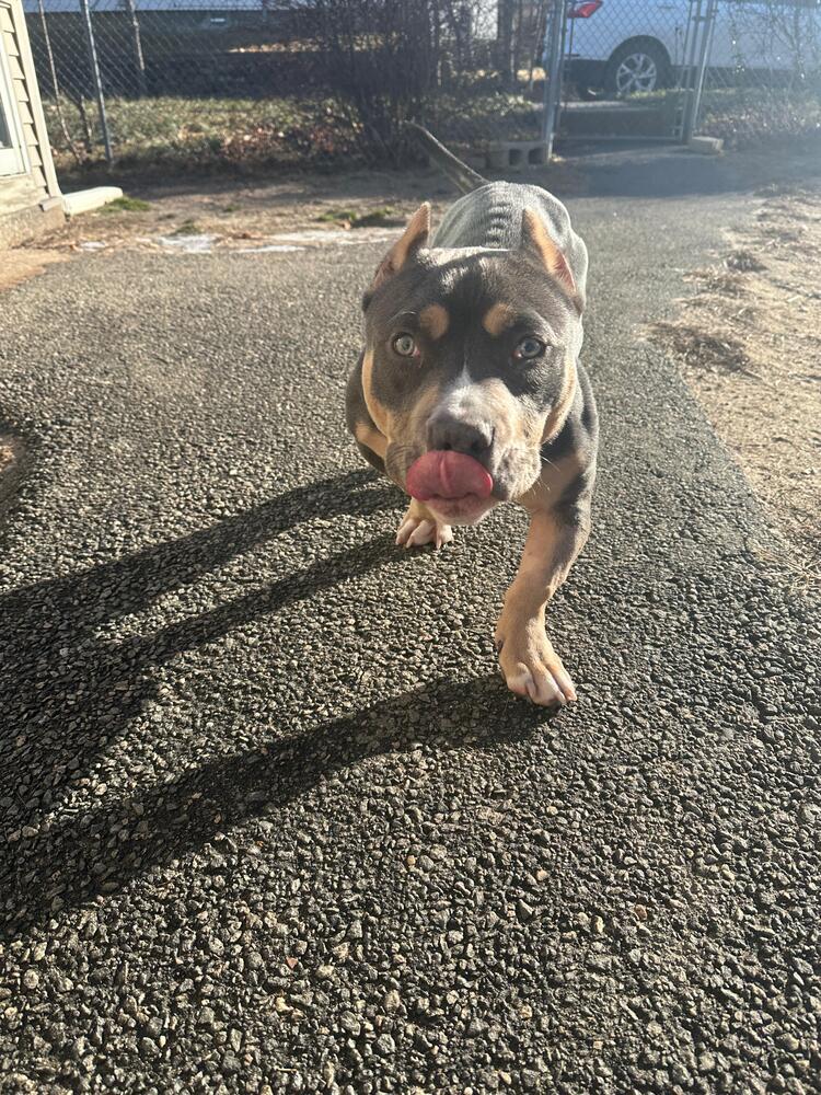 Enlarge Gator (FOSTERED LOCALLY), a Adoptable mixed breed in Leverett, MA image 3/5