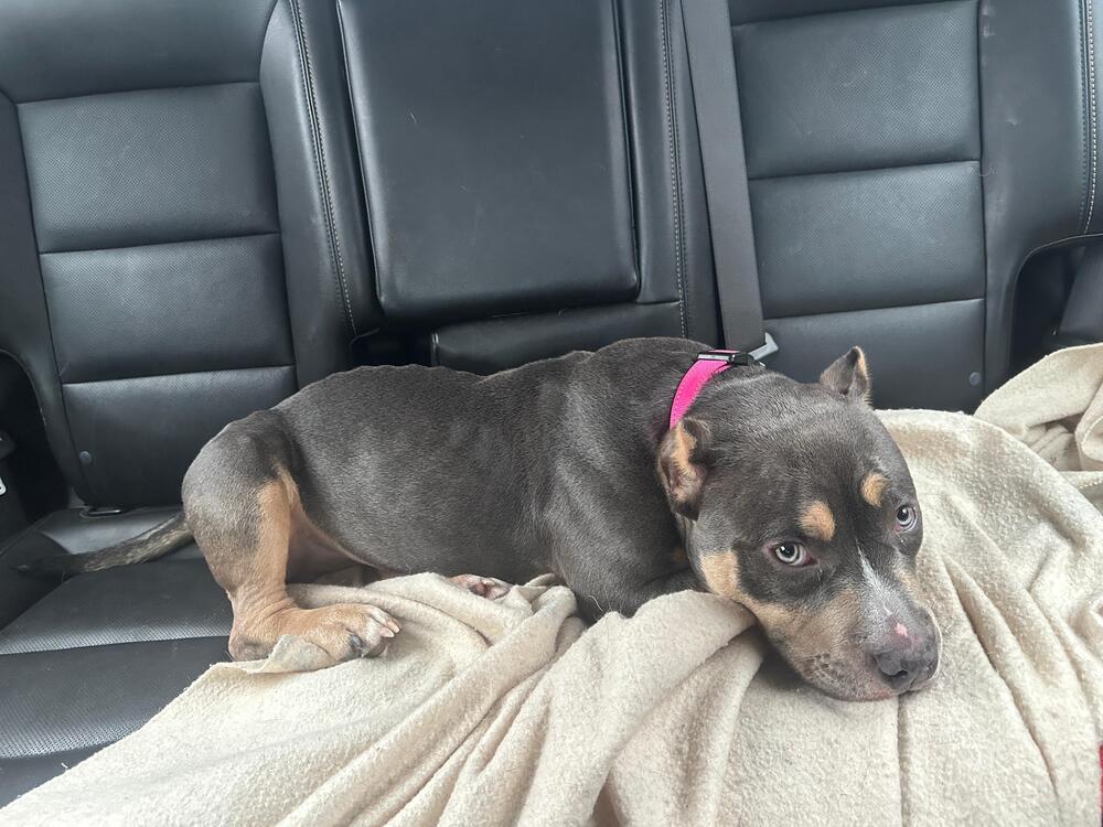 Enlarge Gator (FOSTERED LOCALLY), a Adoptable mixed breed in Leverett, MA image 2/3