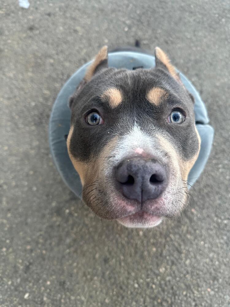 Enlarge Gator (FOSTERED LOCALLY), a Adoptable mixed breed in Leverett, MA image 3/3