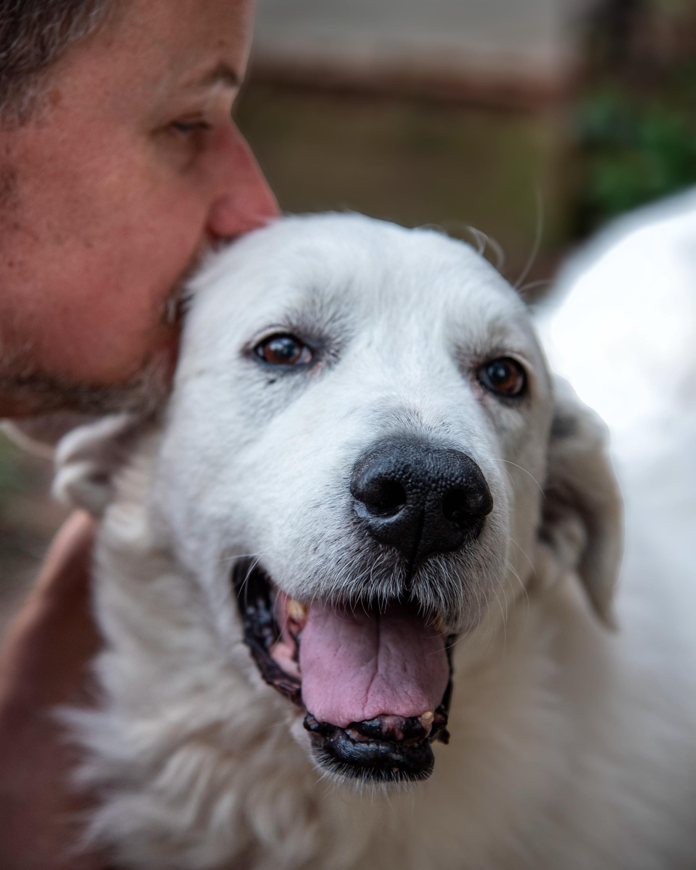 Dog for adoption Lilac, a Great Pyrenees in Harrisburg, PA Petfinder