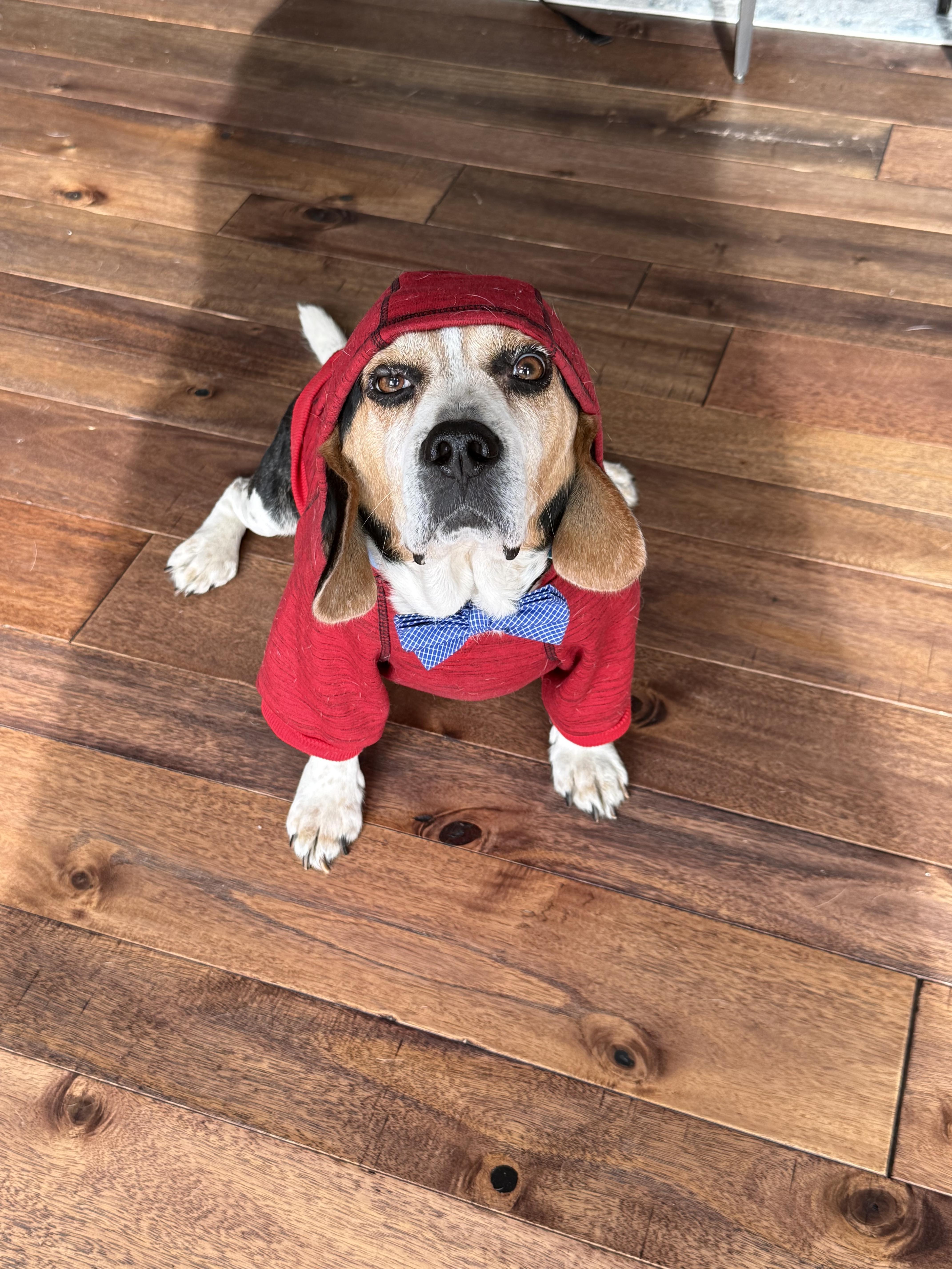 Enlarge Mortimer fka Benny, a Adopted mixed breed in Mahwah, NJ image 4/5