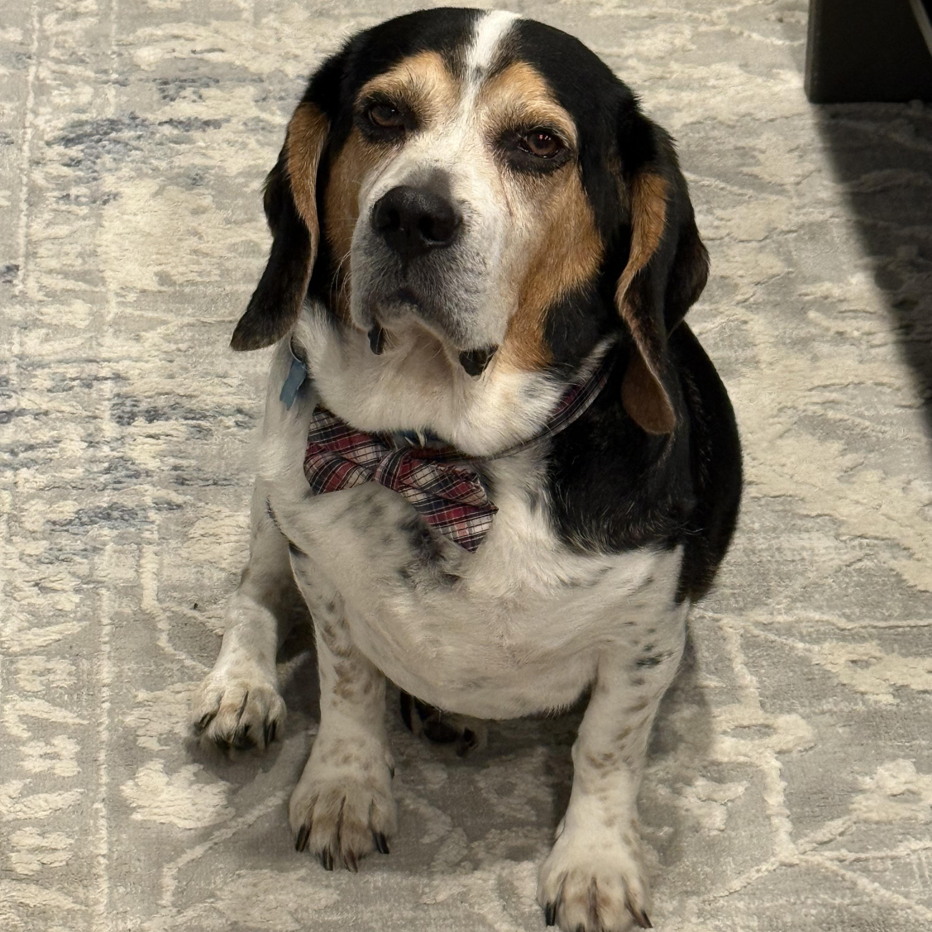 Enlarge Mortimer fka Benny, a Adopted mixed breed in Mahwah, NJ image 1/5