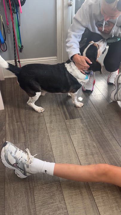 Enlarge Mortimer fka Benny, a Adopted mixed breed in Mahwah, NJ video 2/5