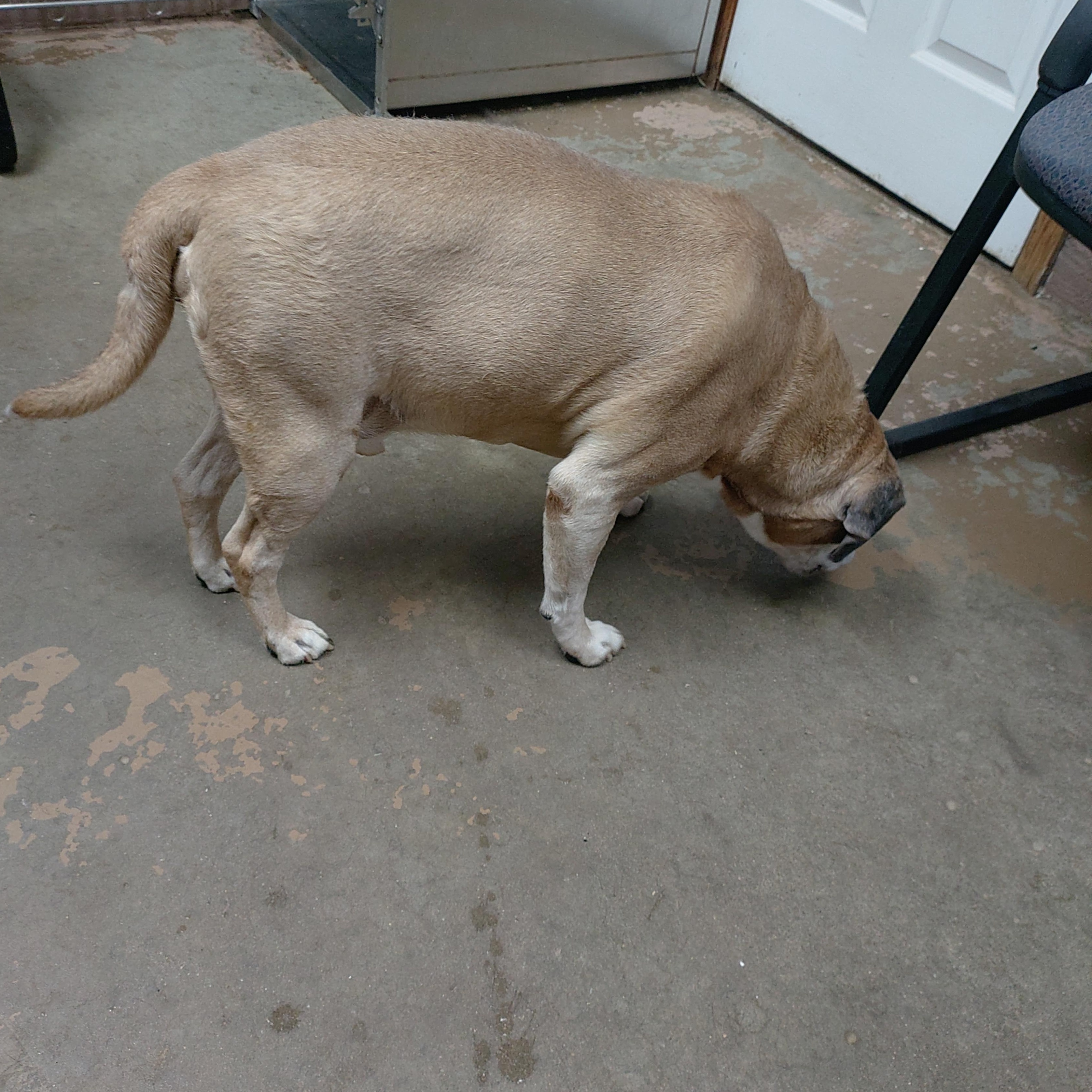 Enlarge 26-036, an adopted mixed breed in Carrollton, OH image 2/3