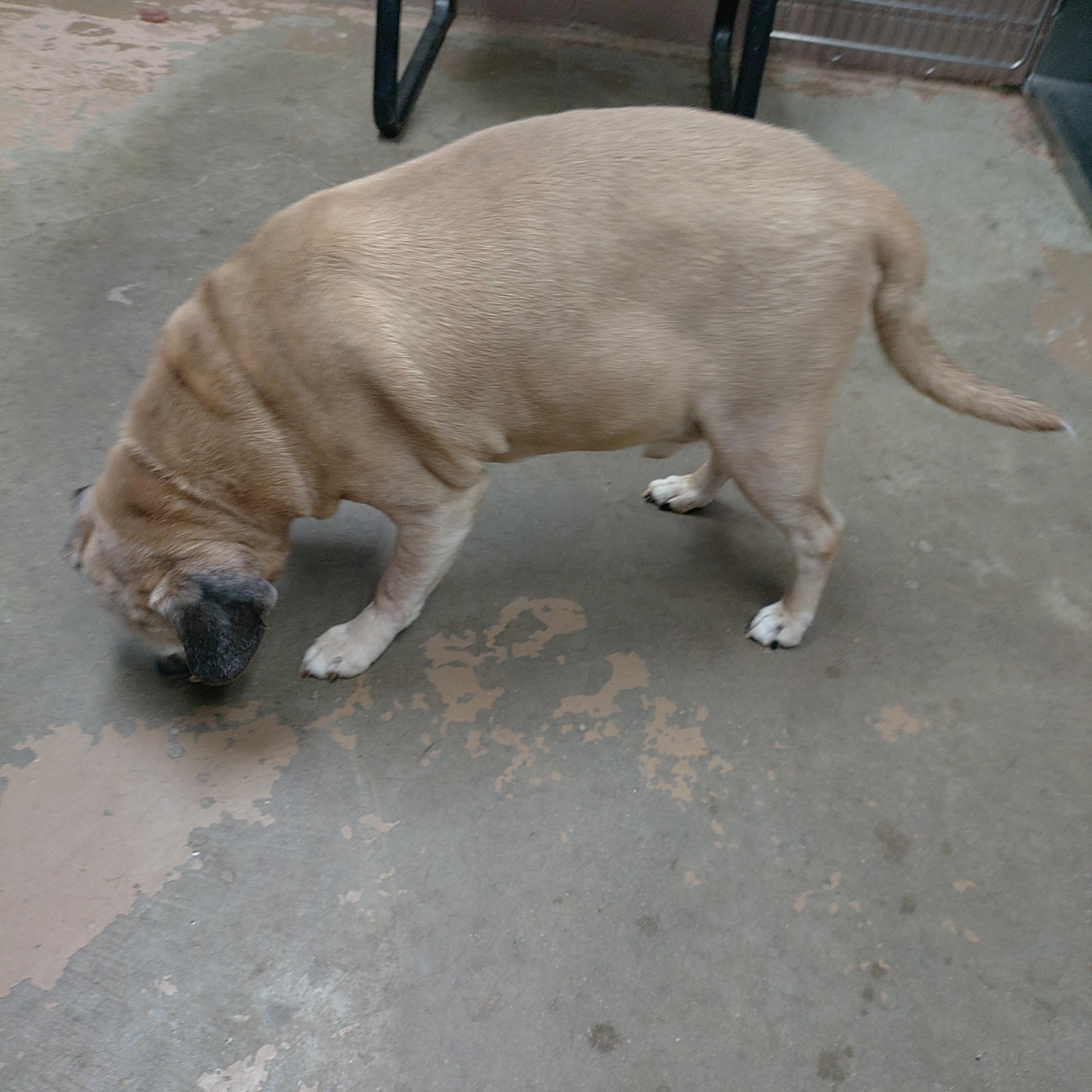 Enlarge 26-036, an adopted mixed breed in Carrollton, OH image 3/3