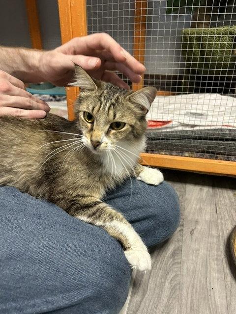 Shakira, Adoptable, Adult Female Domestic Long Hair.