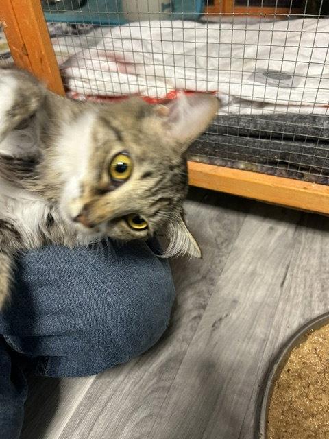 Shakira, a Adoptable Domestic Long Hair in Chicago, IL image 2/3
