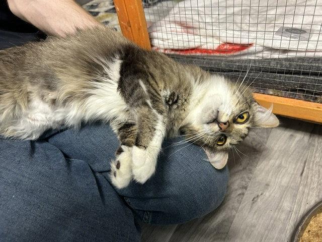 Shakira, a Adoptable Domestic Long Hair in Chicago, IL image 3/3