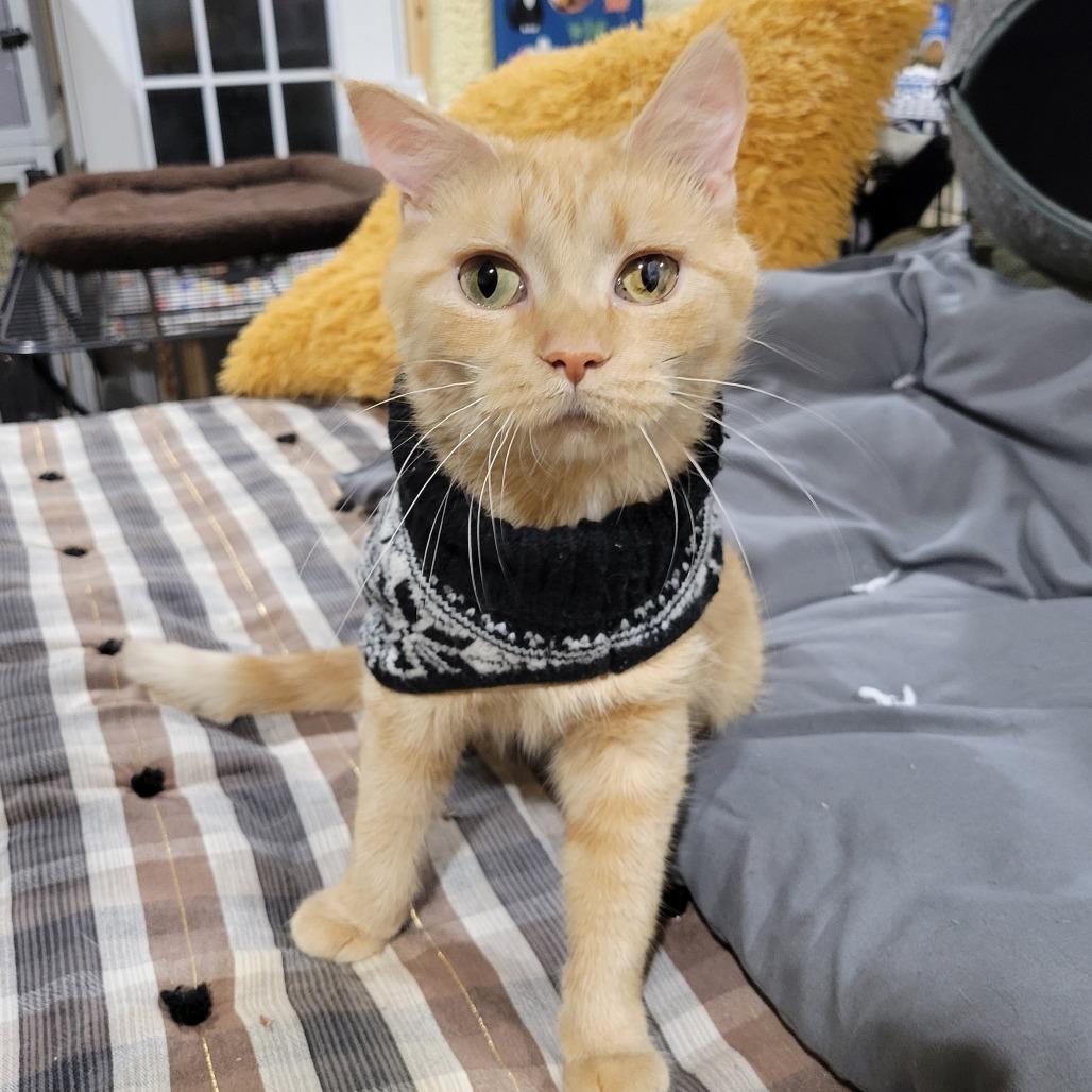 Mimosa -Sponsored!-, Adoptable, Adult Female Domestic Medium Hair.