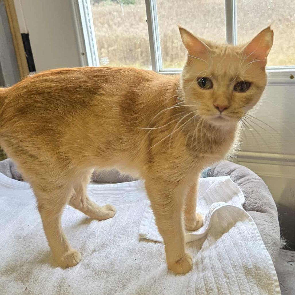 Mimosa -Sponsored!-, a Adoptable Domestic Medium Hair in Flower Mound, TX image 2/4