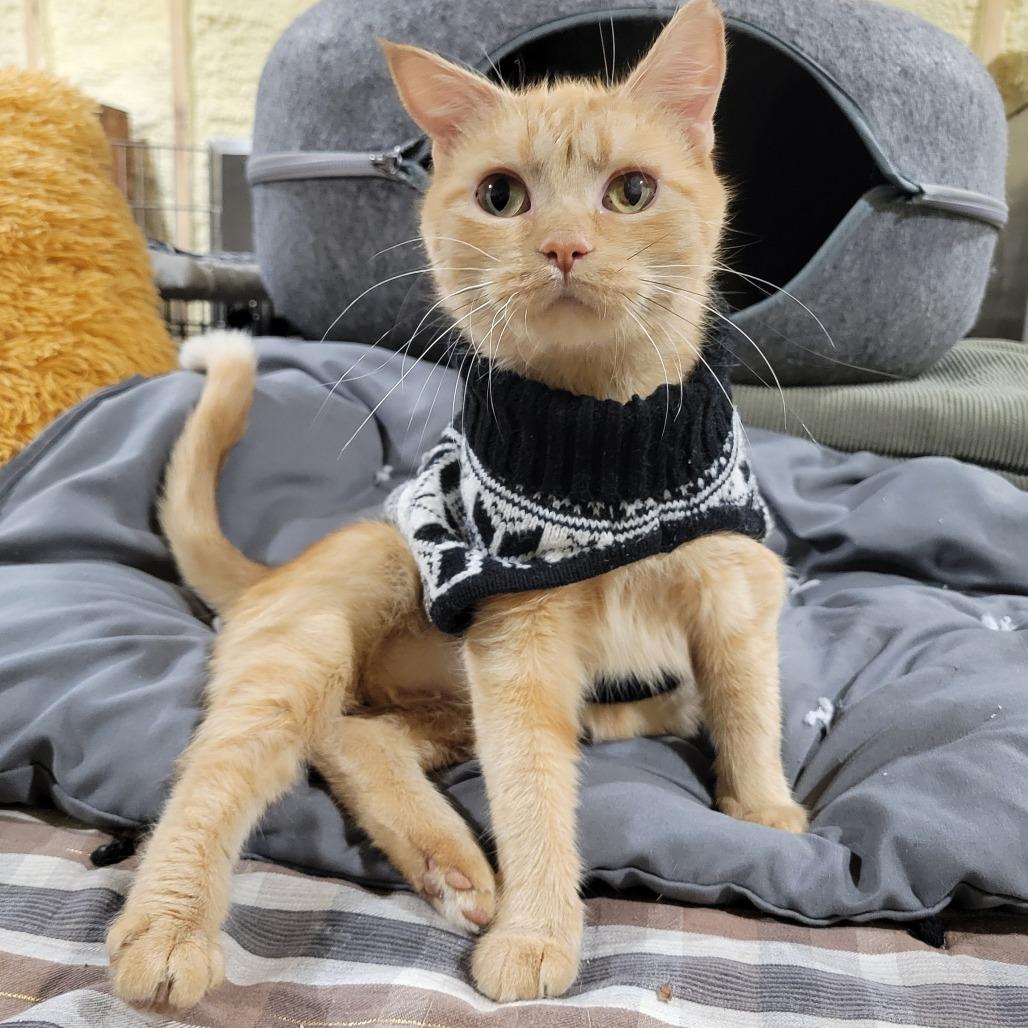 Mimosa -Sponsored!-, a Adoptable Domestic Medium Hair in Flower Mound, TX image 3/4