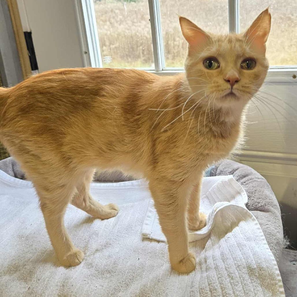 Mimosa -Sponsored!-, a Adoptable Domestic Medium Hair in Flower Mound, TX image 4/4