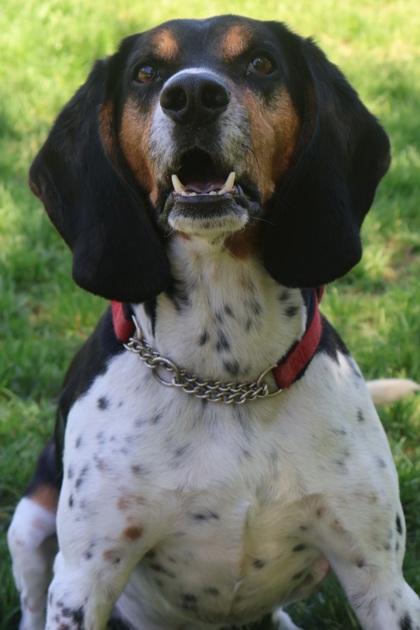 Shelby, a Adoptable mixed breed in Erin, ON image 3/3