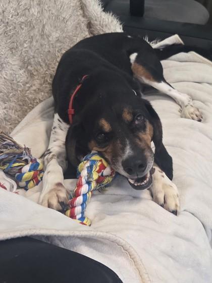 Shelby, Adoptable, Adult Male Black and Tan Coonhound & Treeing Walker Coonhound.