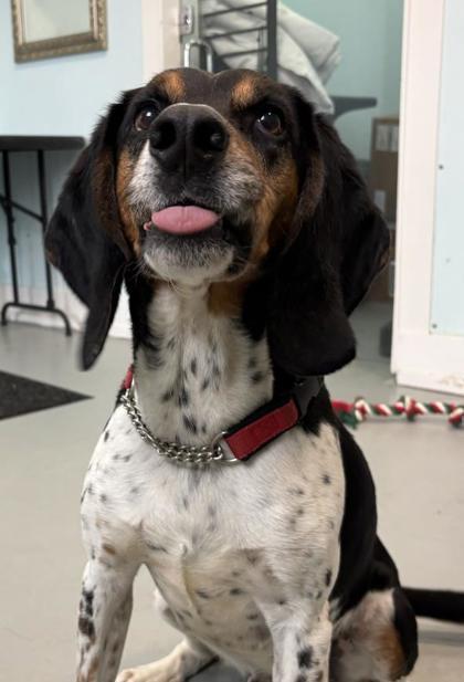 Enlarge Shelby, a Adoptable mixed breed in Erin, ON image 2/3