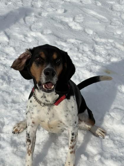 Enlarge Shelby, a Adoptable mixed breed in Erin, ON image 2/3