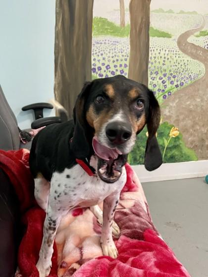 Enlarge Shelby, a Adoptable mixed breed in Erin, ON image 3/3