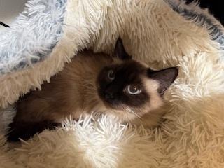 Enlarge pumpkin, a Adoptable mixed breed in Bend, OR image 1/3