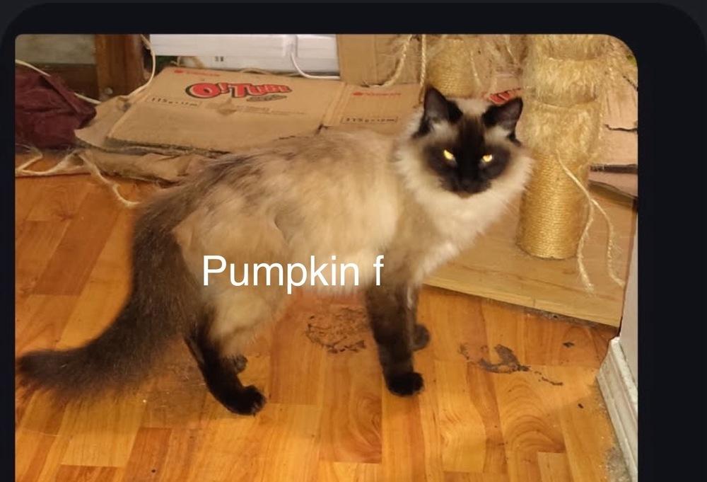 Enlarge pumpkin, a Adoptable mixed breed in Bend, OR image 2/3
