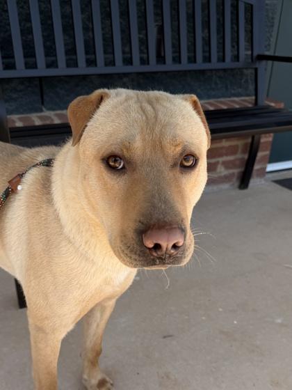 26-249 Louis V, Adoptable, Adult Male Mixed Breed & Mixed Breed.