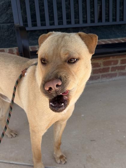 Enlarge 26-249 Louis V, a Adoptable mixed breed in Barnesville, GA image 2/3