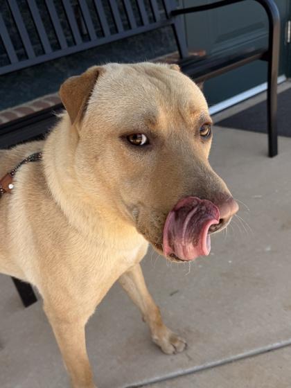 Enlarge 26-249 Louis V, a Adoptable mixed breed in Barnesville, GA image 3/3