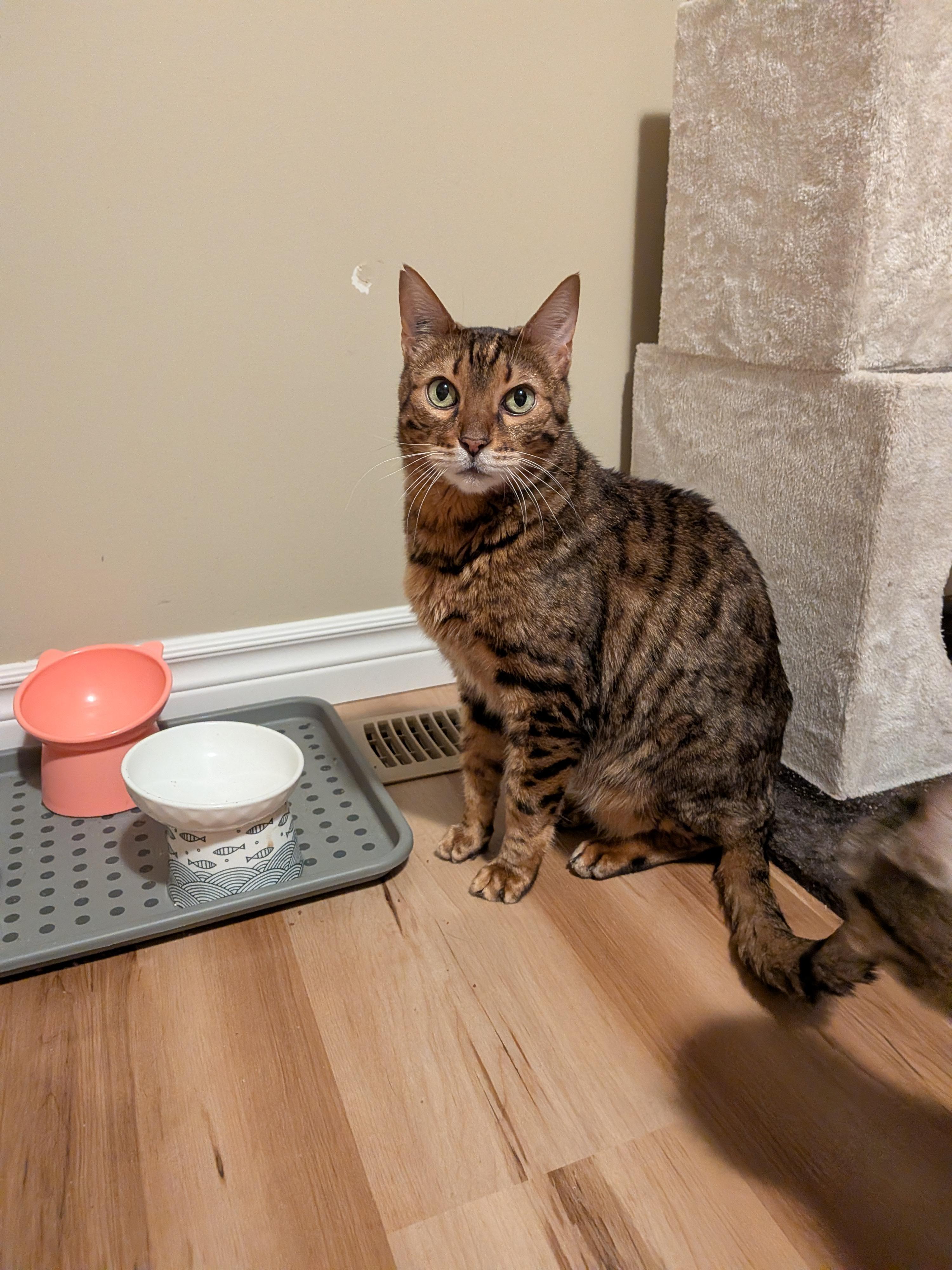 BENDER (bonded with MOLLY 2), a Adoptable mixed breed in Tillsonburg, ON image 1/6