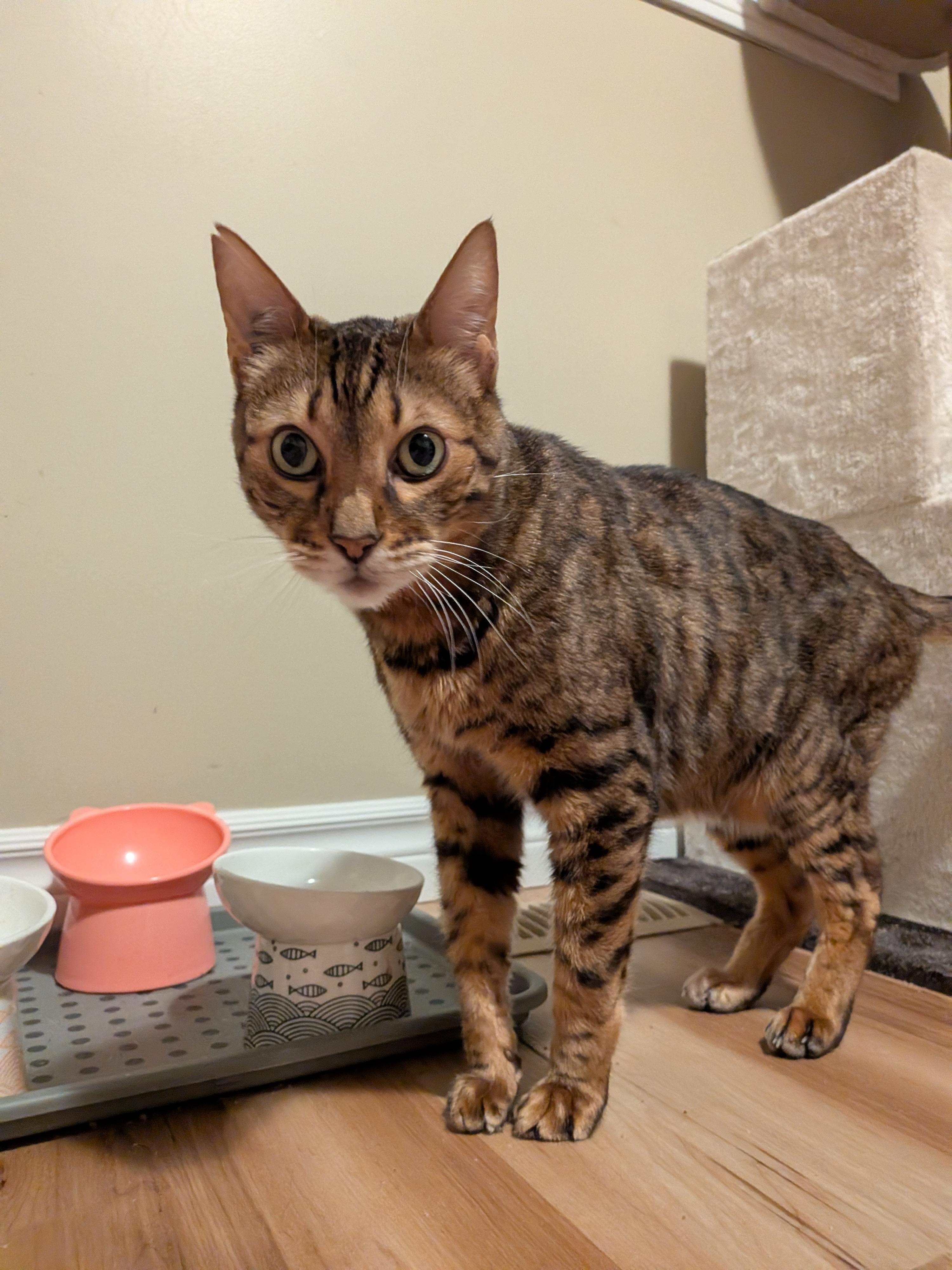 BENDER (bonded with MOLLY 2), a Adoptable mixed breed in Tillsonburg, ON image 2/6