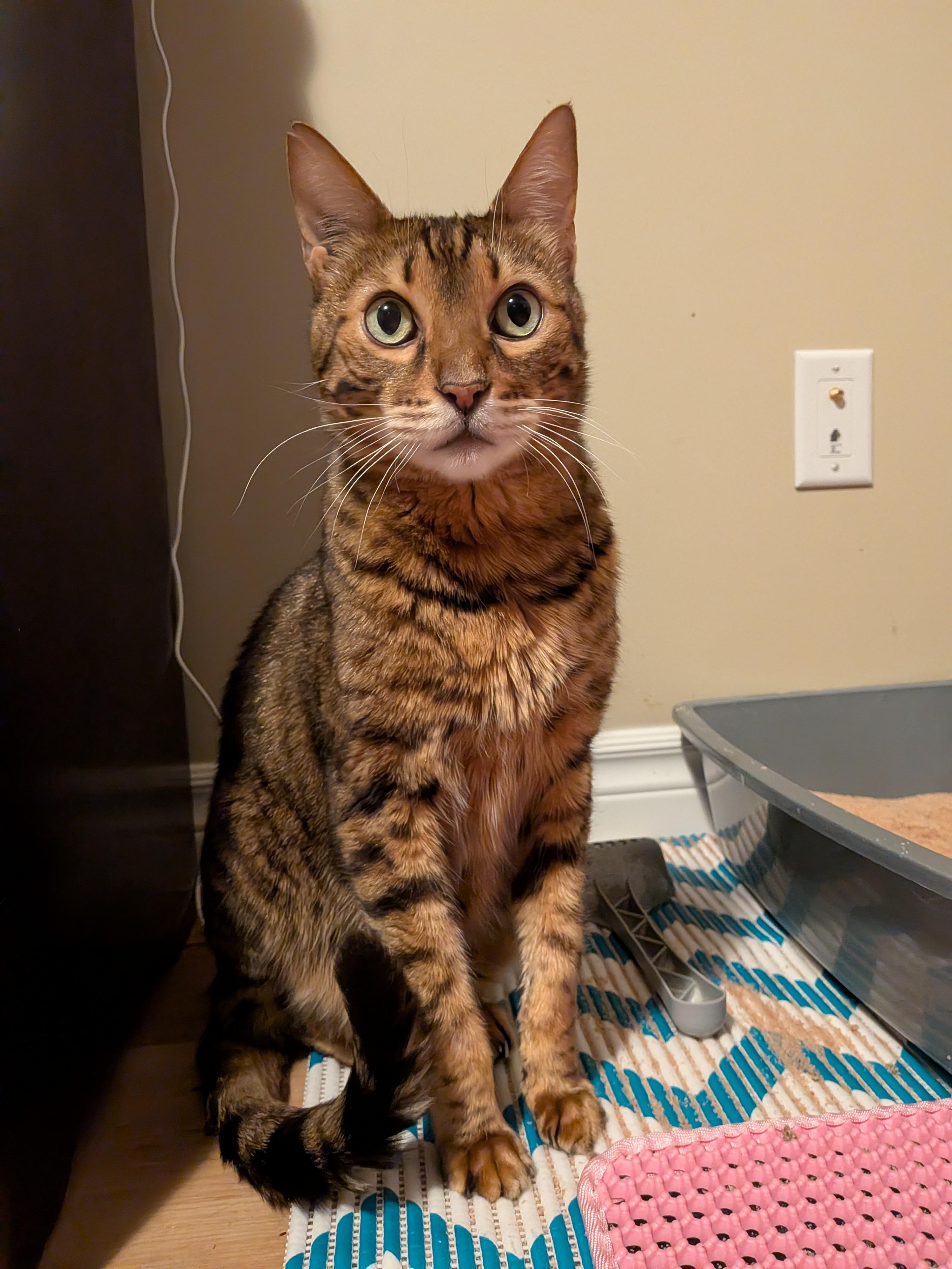 BENDER (bonded with MOLLY 2), a Adoptable mixed breed in Tillsonburg, ON image 3/6