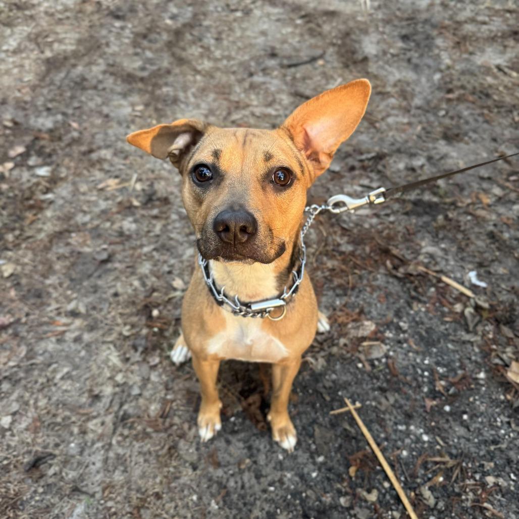 Kaylee, a Adoptable mixed breed in Sarasota, FL image 1/3