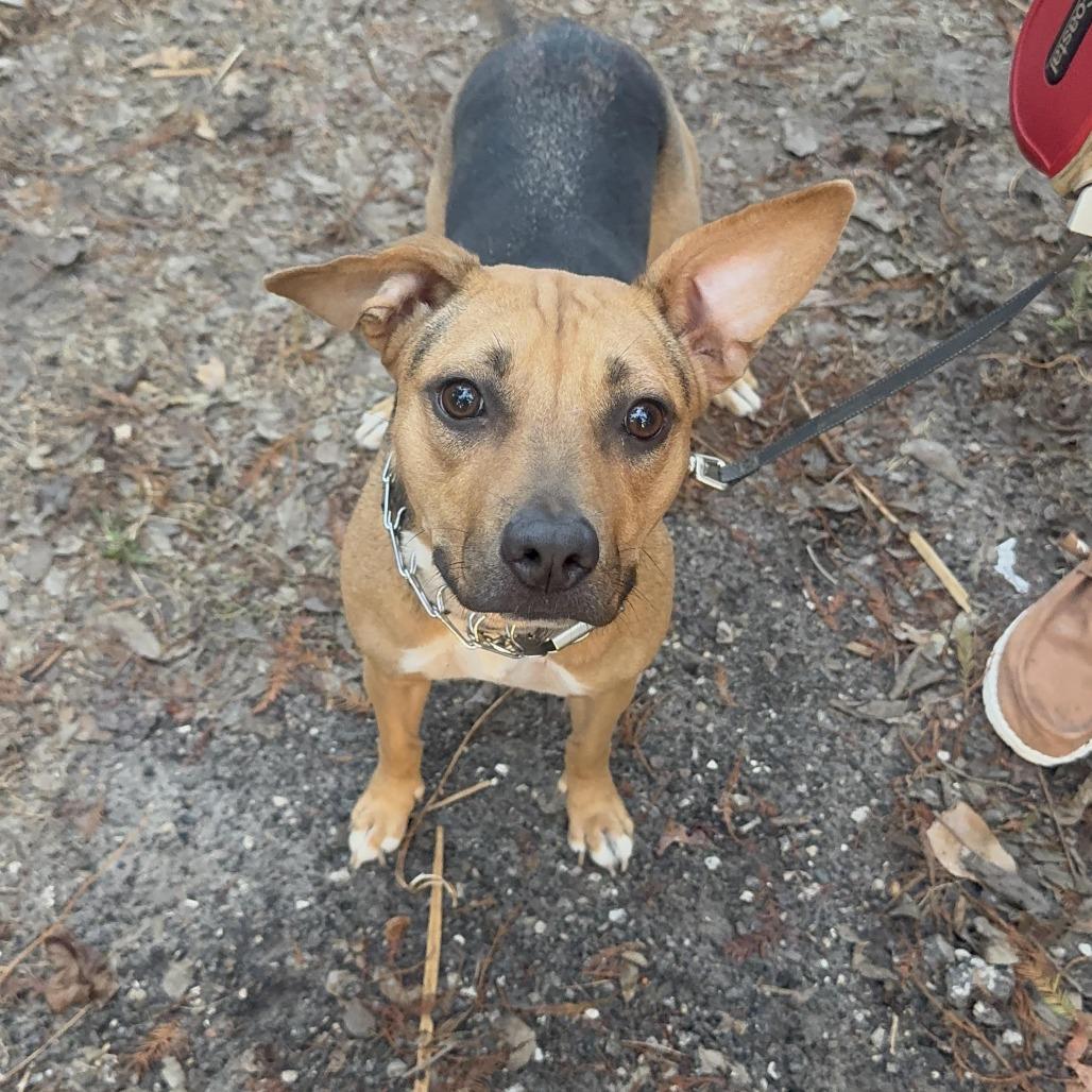 Kaylee, a Adoptable mixed breed in Sarasota, FL image 2/3