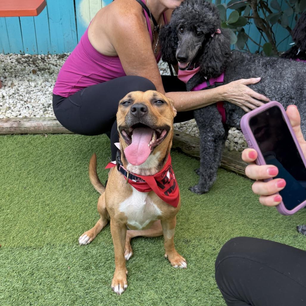 Enlarge Kaylee, a Adoptable mixed breed in Sarasota, FL image 3/6