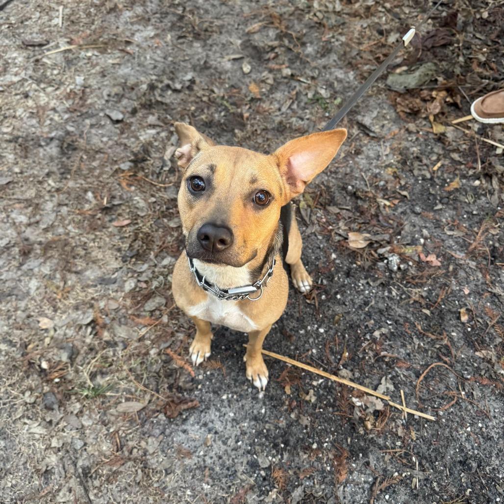Kaylee, a Adoptable mixed breed in Sarasota, FL image 3/3