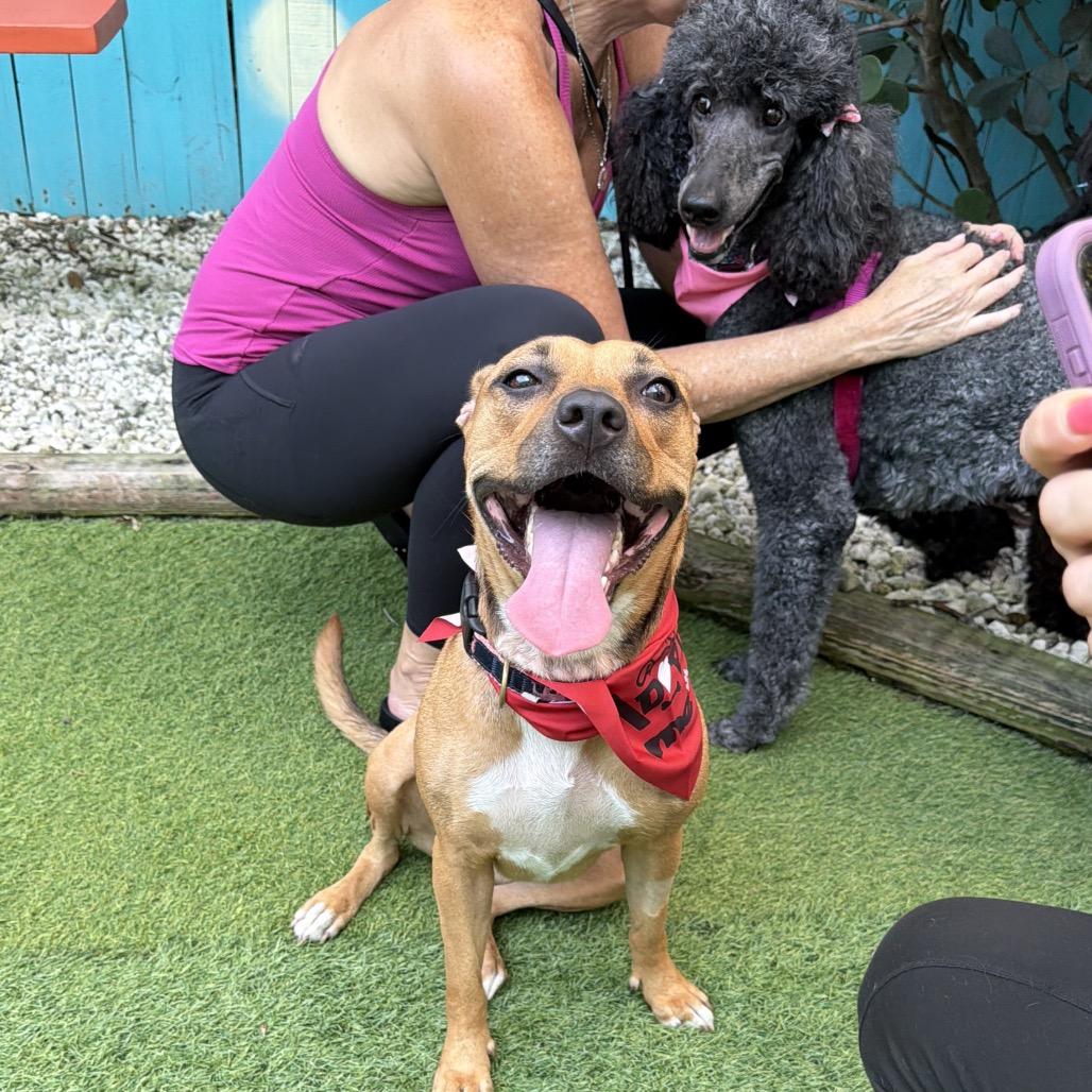 Enlarge Kaylee, a Adoptable mixed breed in Sarasota, FL image 6/6