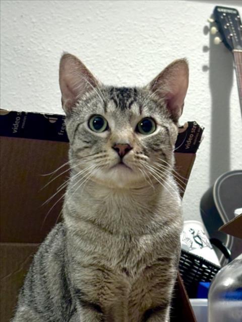 CAIN, Adoptable, Young Male Domestic Short Hair & Domestic Short Hair.