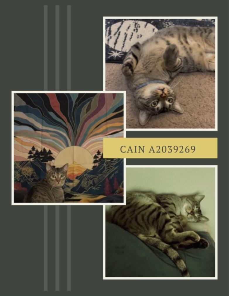 CAIN, Adoptable, Young Male Domestic Short Hair & Domestic Short Hair.