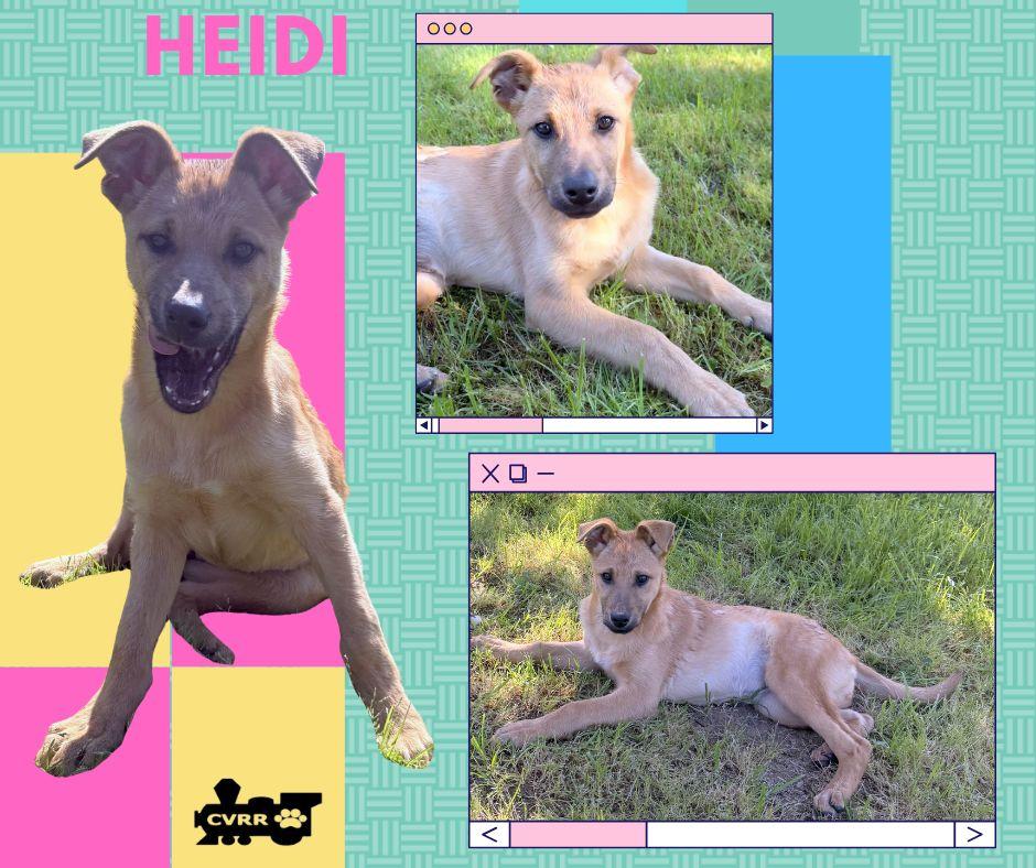 Heidi (Puppy), Adoptable, Puppy Female Shepherd.