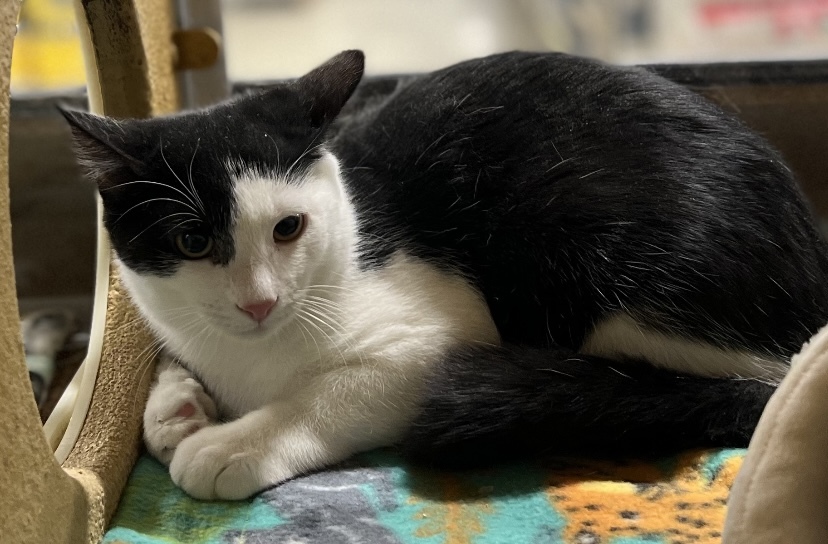 DELSON, Adoptable, Adult Male Domestic Short Hair.