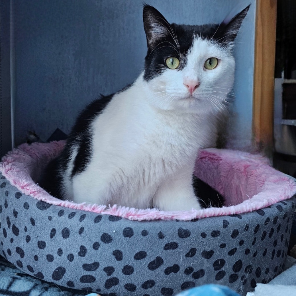 DELSON, a Adoptable Domestic Short Hair in Albany, NY image 2/12