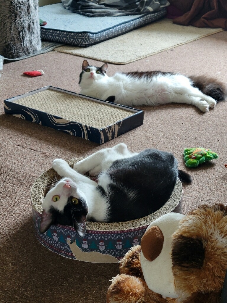 DELSON — thumbnail 3