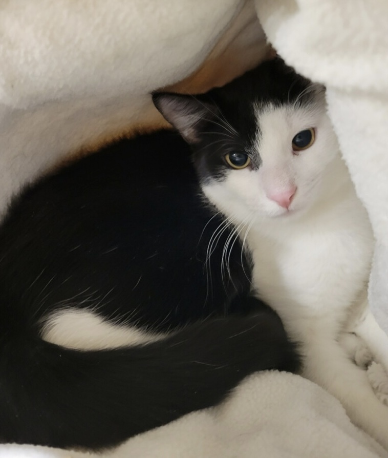 DELSON, a Adoptable Domestic Short Hair in Albany, NY image 4/12