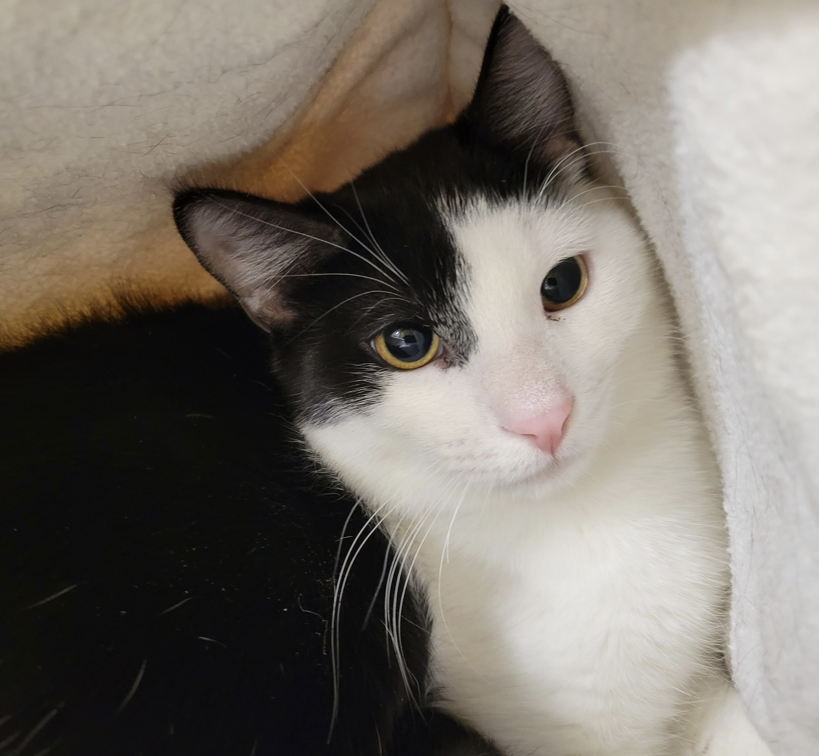 DELSON, a Adoptable Domestic Short Hair in Albany, NY image 5/12