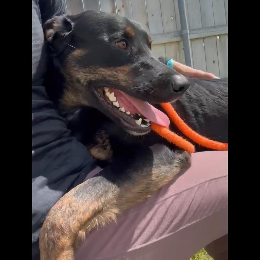 Rune, an adopted mixed breed in Hermiston, OR image 1/5