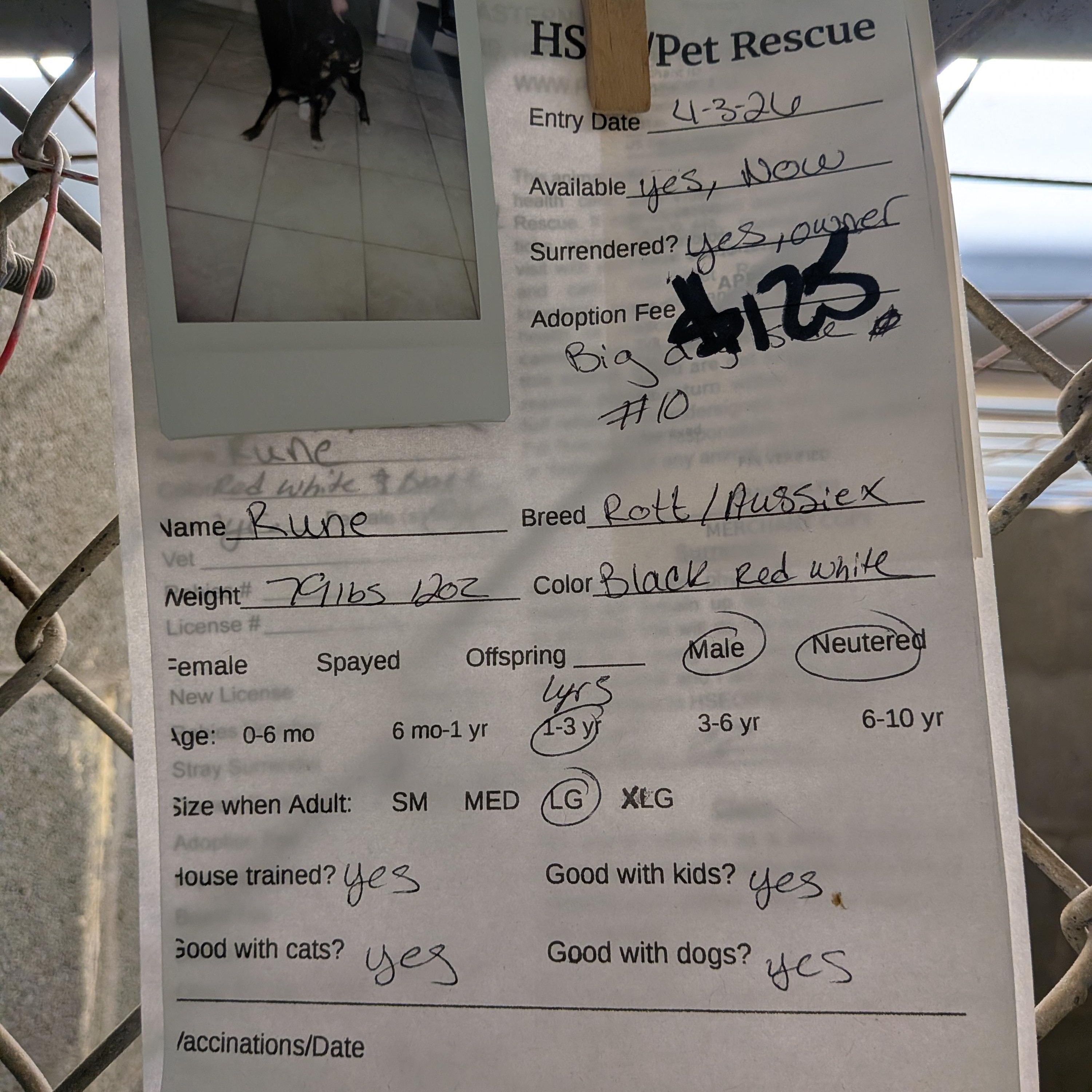 Rune, an adopted mixed breed in Hermiston, OR image 2/5