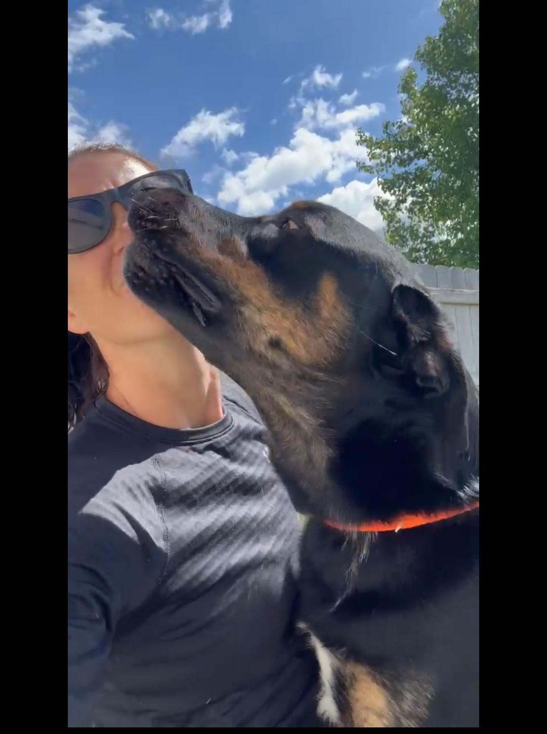 Rune, an adopted mixed breed in Hermiston, OR image 3/5